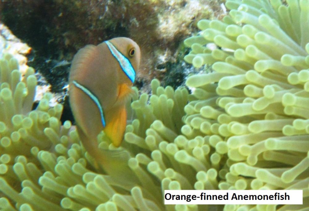 Orange-fined Anemonefish